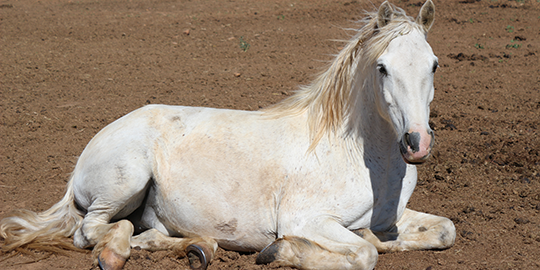 ecurie Gard-centre equestre Beauvoisin-poney-club Saint-Gilles-pension pour chevaux Gard-CSO Generac-equitation Vauvert